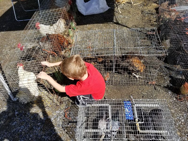 Baby Goats, Chickens, And The Livestock Rows