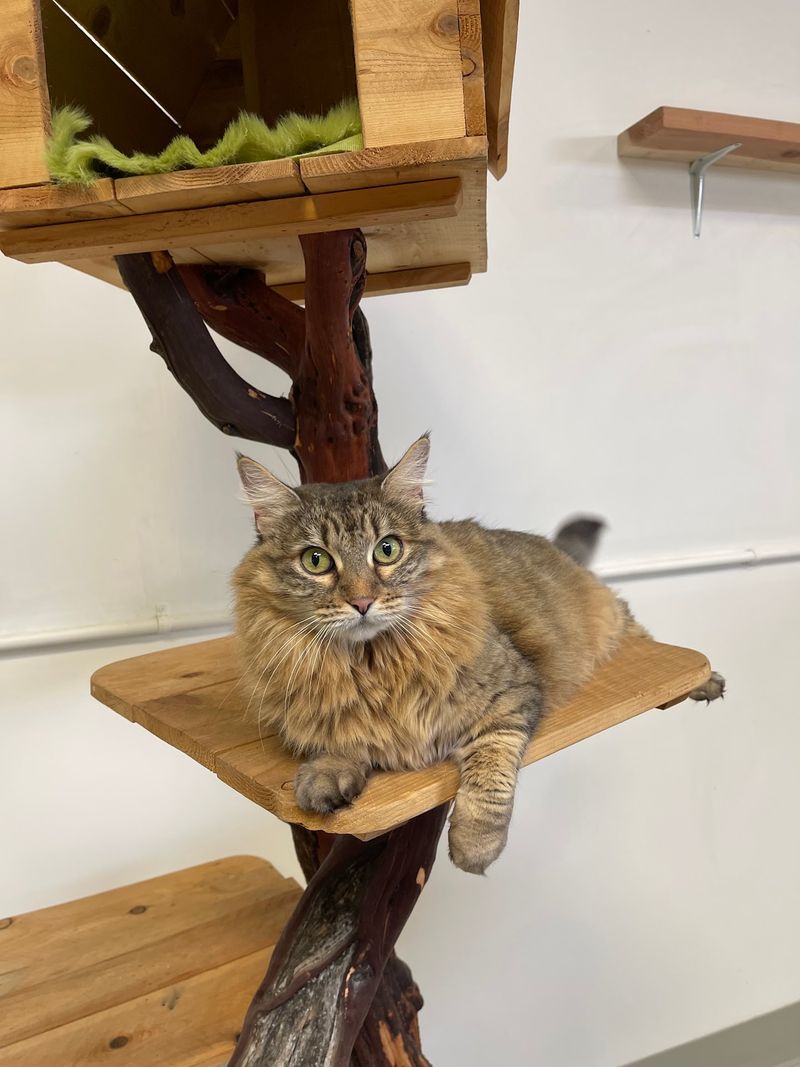 Resident Cats Who Run The Place