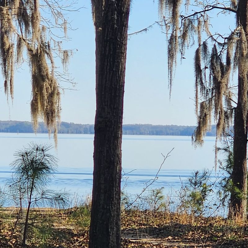 Cypress Trees, Spanish Moss, and Shadows
