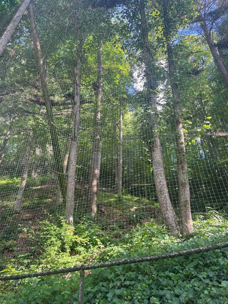 Open-Air Design And The Sound Of The Woods