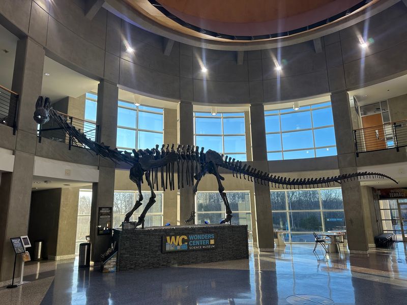 A 55-Foot Camarasaurus Owns The Rotunda