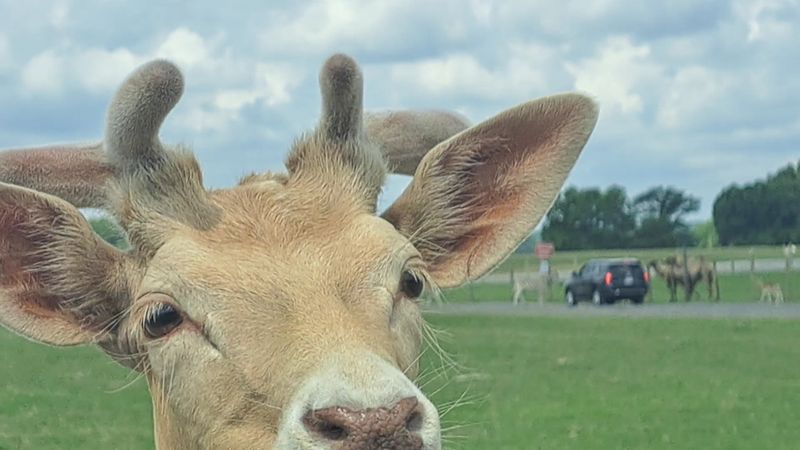 Tennessee Safari Park, Alamo, TN