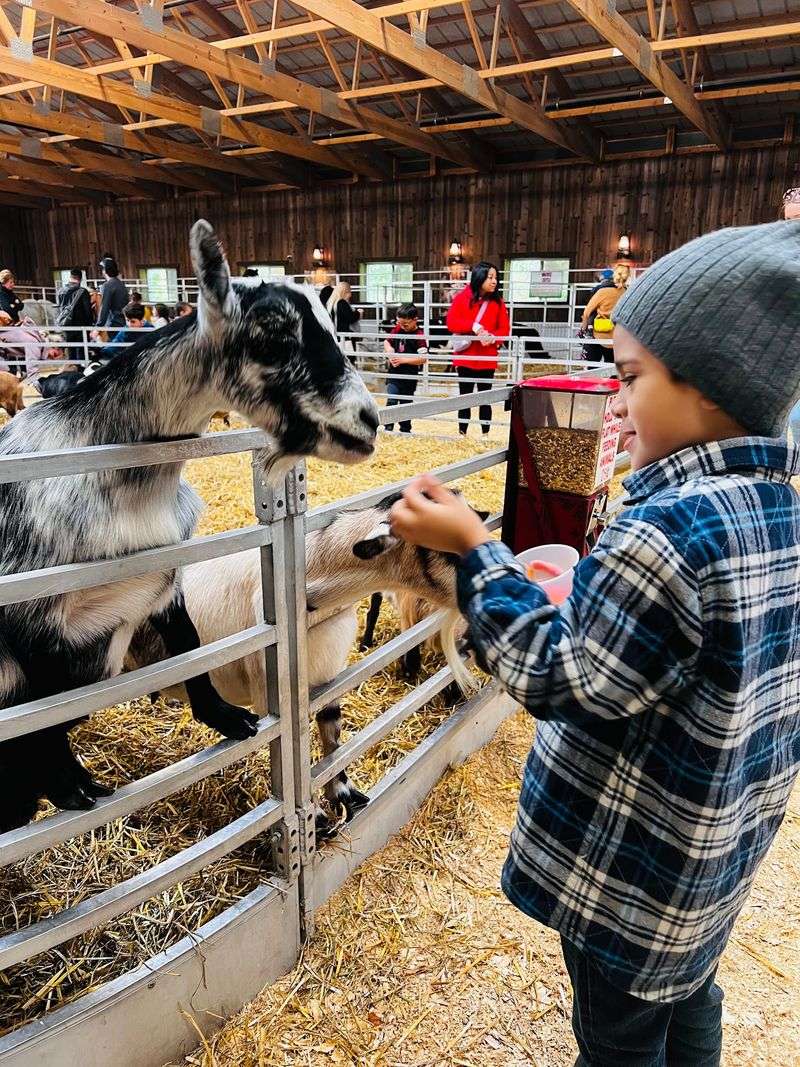 Goats, Carrots and Pony Rides