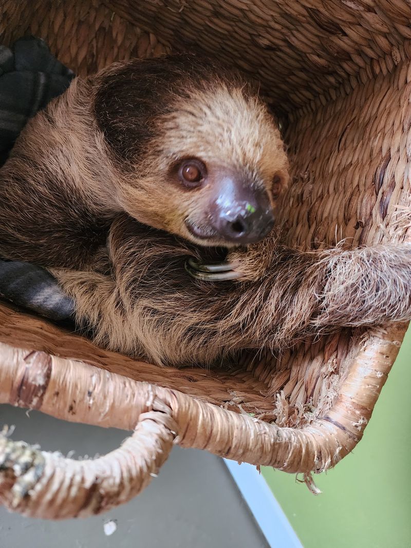 Wild Acres Hands-On Animal Experience - Reservation Required