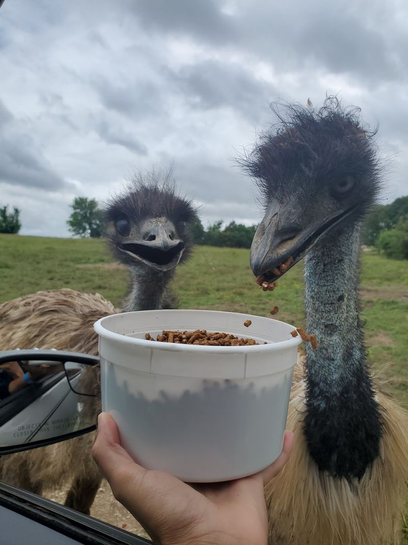 Windows-Down Feeding on the Drive-Through Safari