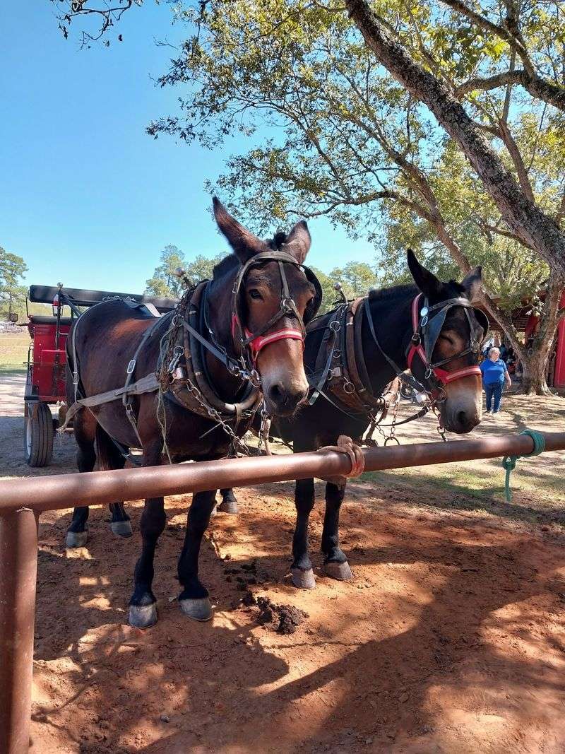 Wagon Rides And Homestead Demonstrations