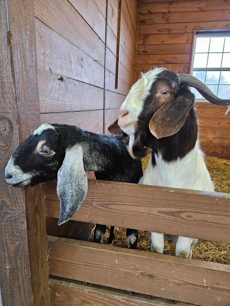 A Working Farm And A Zoo Rolled Into One