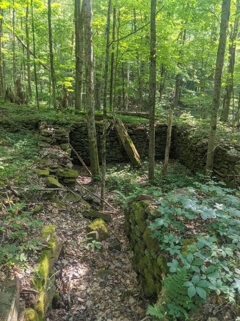 A Forest That Keeps Its Secrets