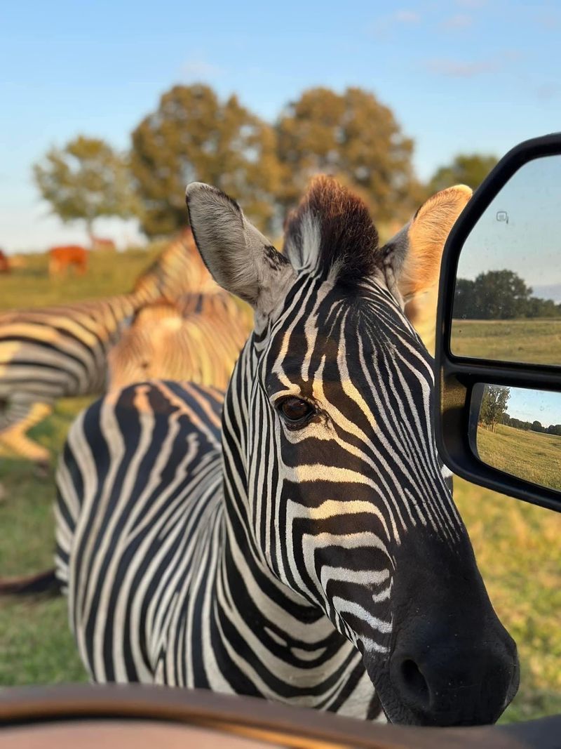 A Drive Through Adventure Unlike Any Other