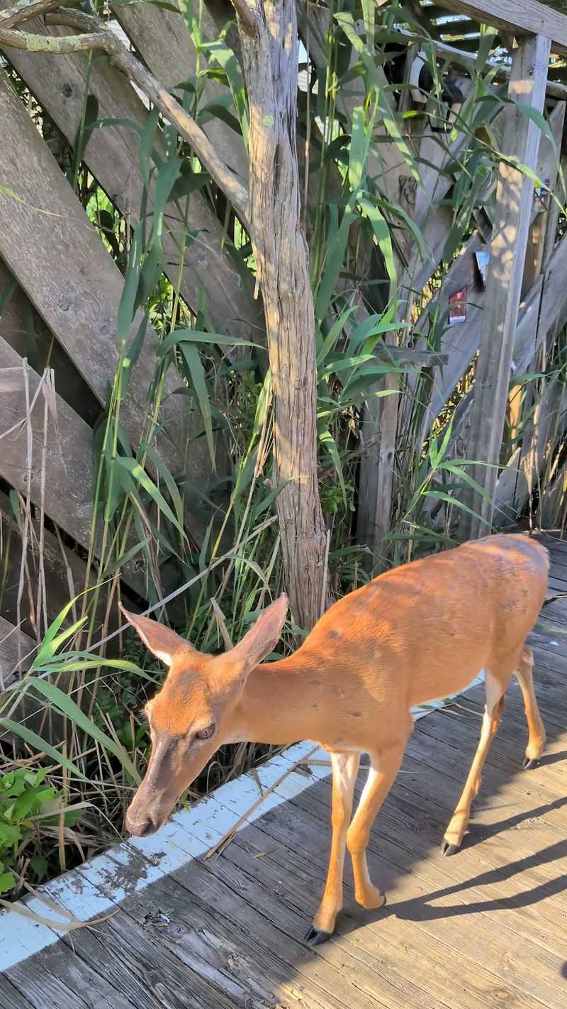 Deer, Birds, And Other Neighbors