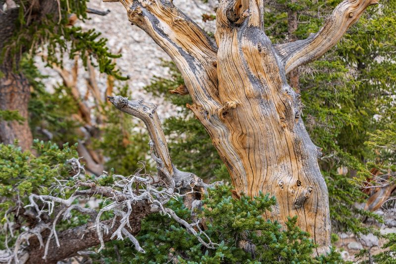 A Mountain for Tree Lovers, Grandparents, and Curious Kids