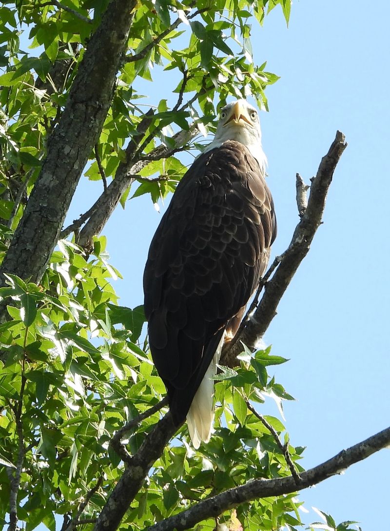 Eagles, Herons And A Long Species List