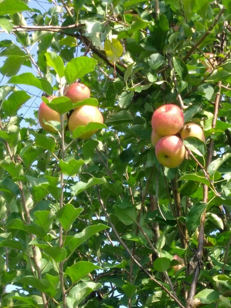 Picking Your Own Straight Off The Branch