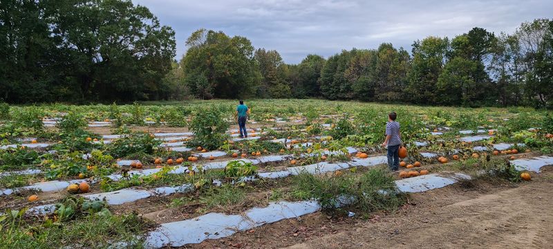 A Farm Where Autumn Actually Shows Up