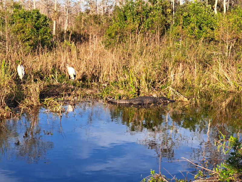 Turner River Road Delivers Wildlife Without The Crowds