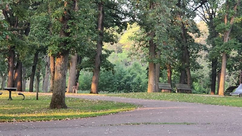Shaded Campsites Under A Canopy Of Old Trees