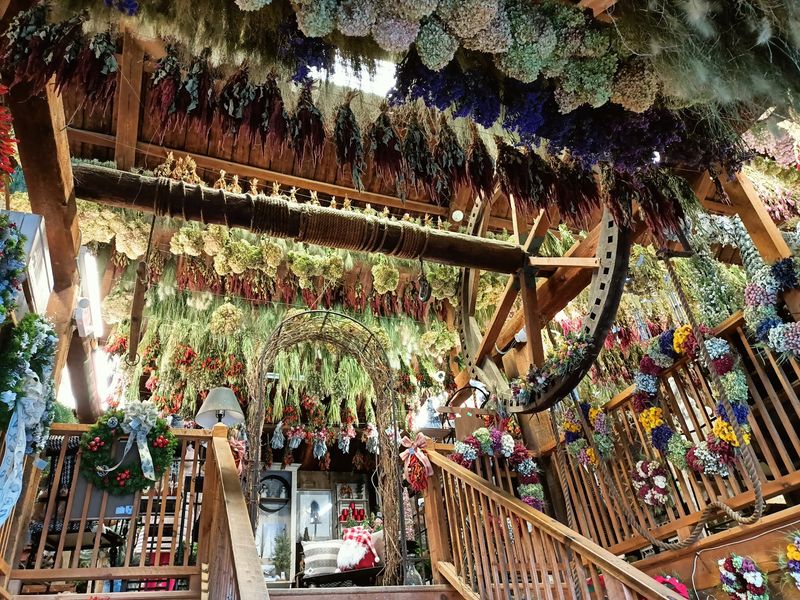 Dried Flowers Hanging From The Rafters