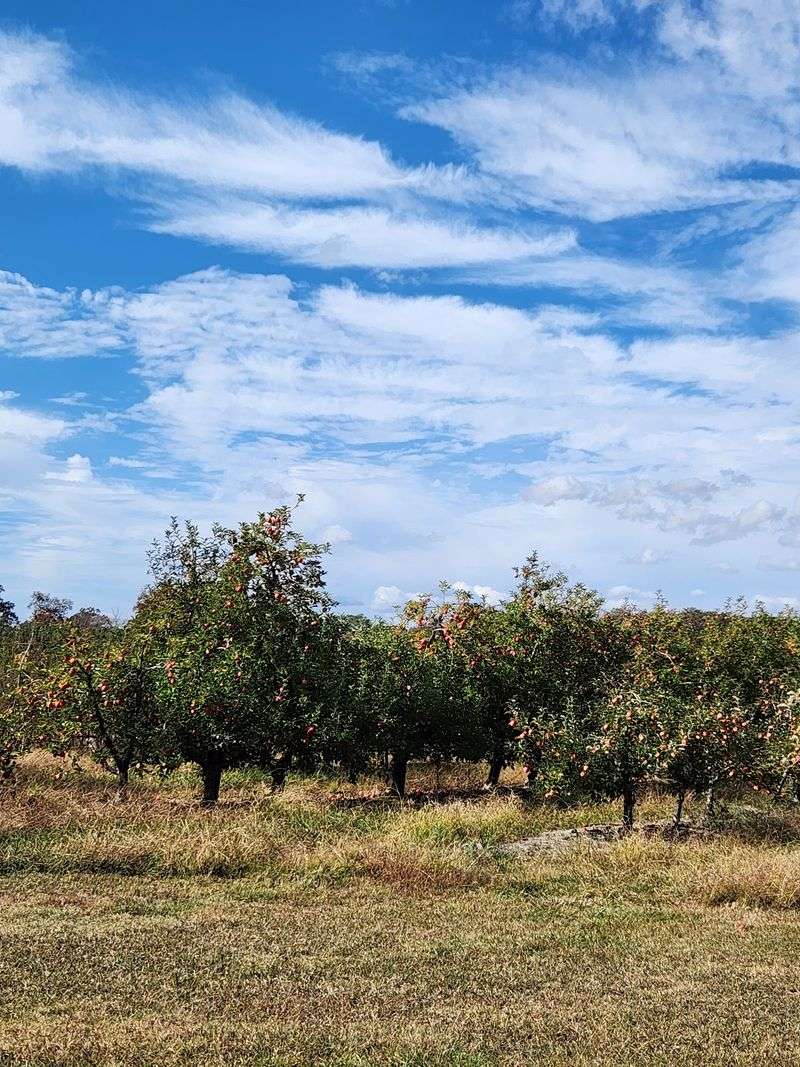 A Working Apple Farm On The Edge Of Cleveland