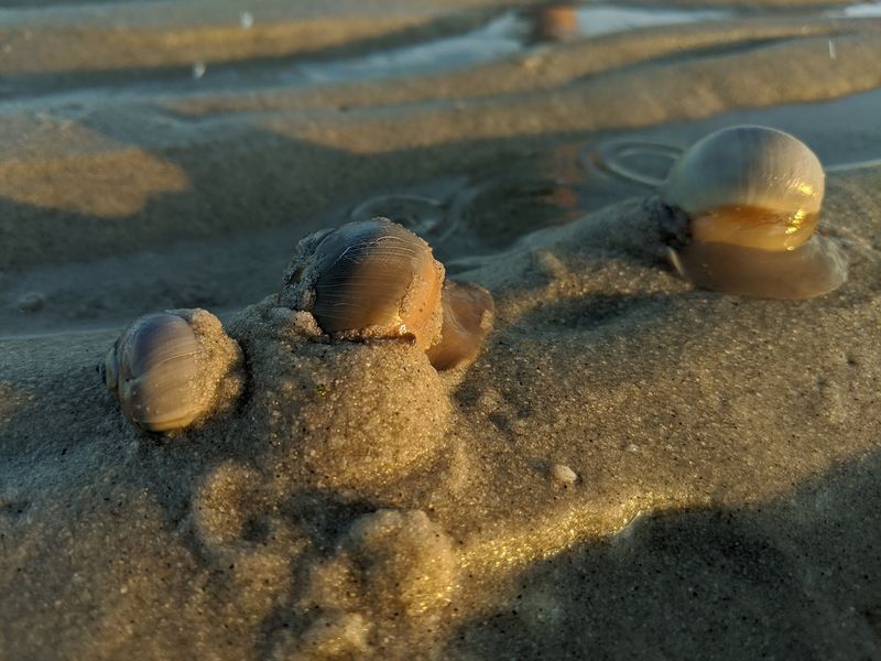 Tide Pools Where Small Sea Creatures Steal The Show