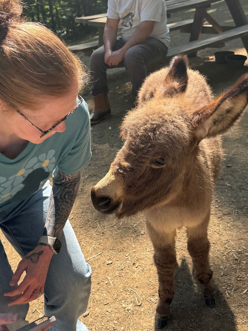 Mini Donkeys, Bunnies And A Barnyard Cast