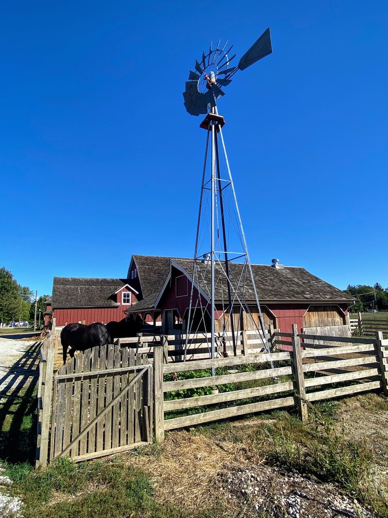 Milking Parlor Demonstrations, Twice A Day
