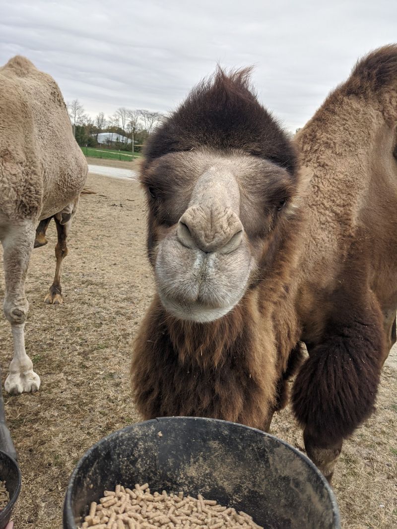 Feeding Stations And The Petting Zoo