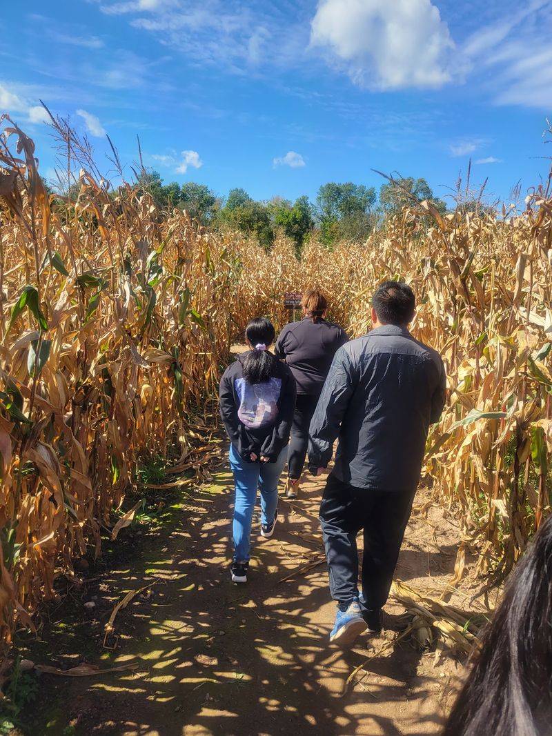 A Corn Maze That Hits The Sweet Spot