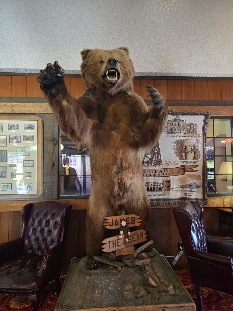 A Bear Sets The Scene