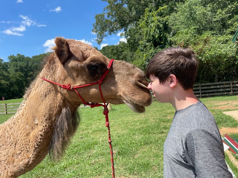Camels, Mini Cows, Monkeys and the Critter Coral