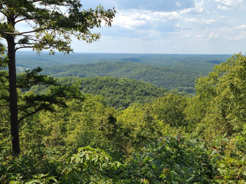 The Forest That Swallows The Map