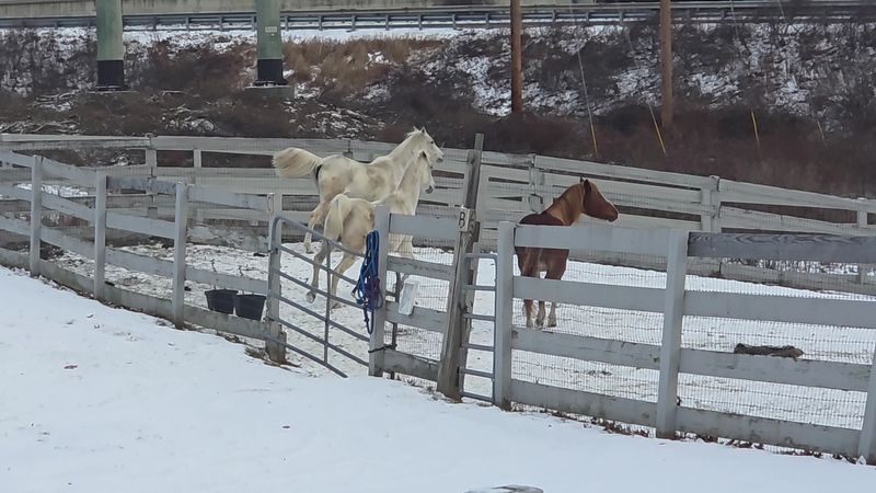 A Horse Rest Home That Grew Into Something Bigger