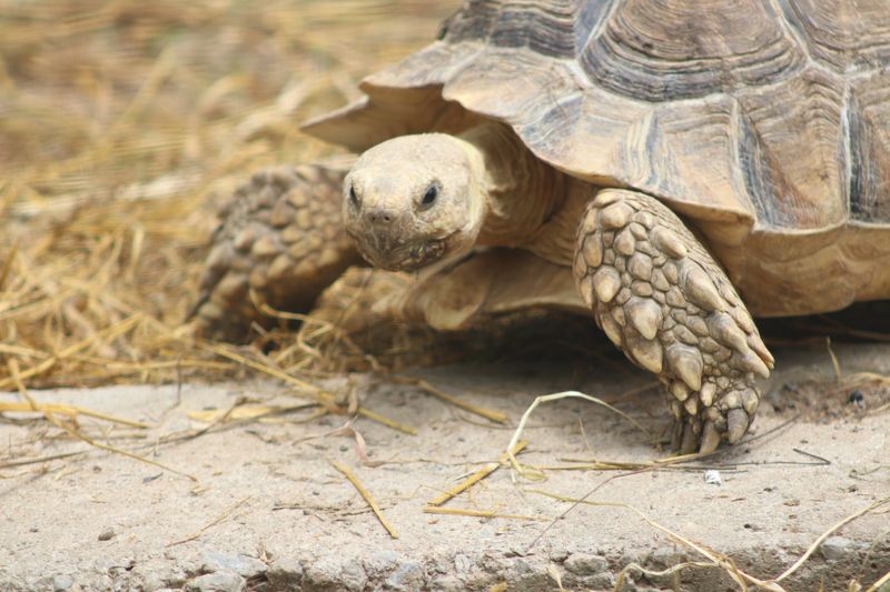 Meet The Rescued And Their Stories