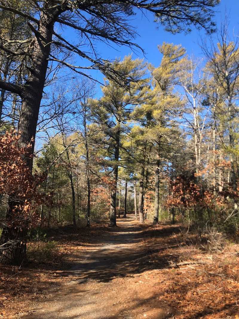 A Forest Bigger Than Most People Expect
