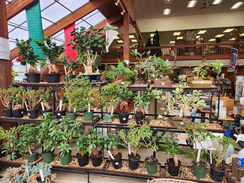 Houseplants For Every Kind Of Windowsill
