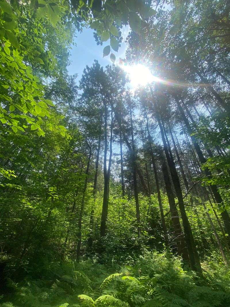 A Wild Escape In The Berkshires