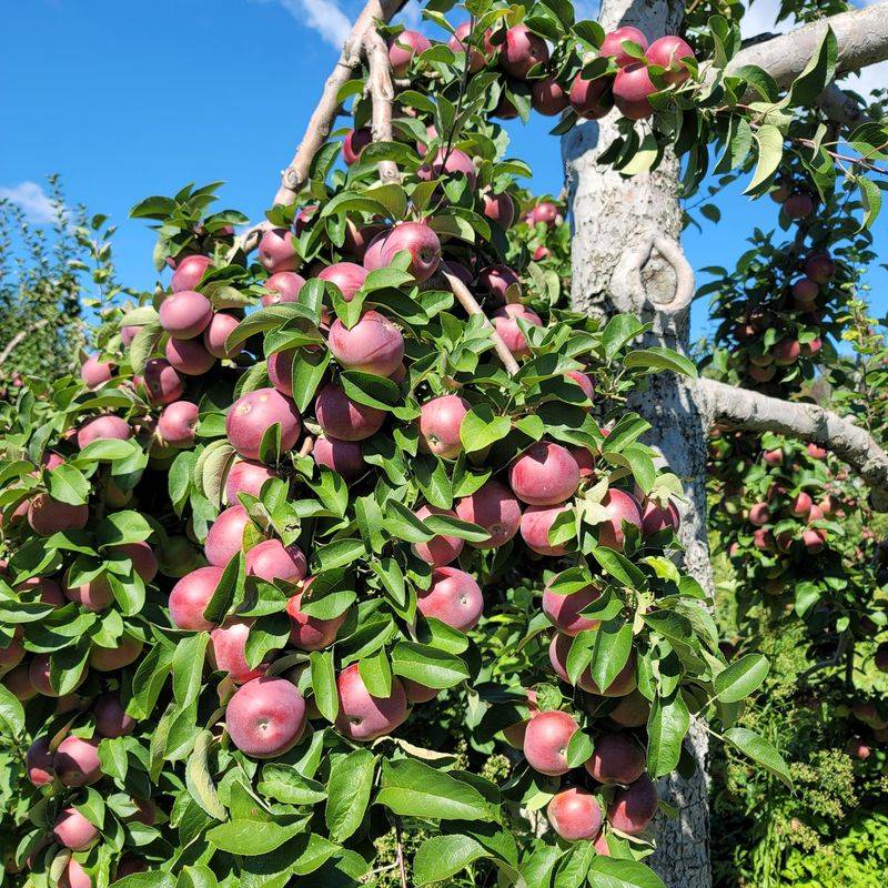 Pick Your Own Apples From More Than 50 Varieties