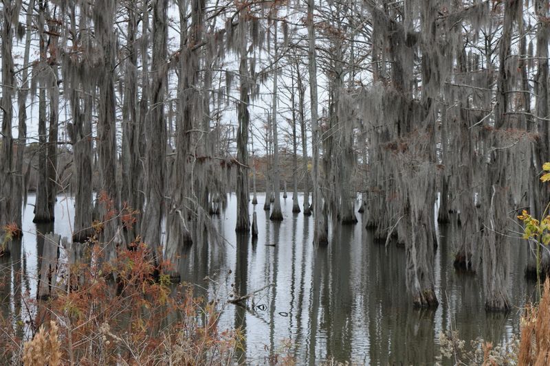 A Forest Where The Water Keeps Secrets