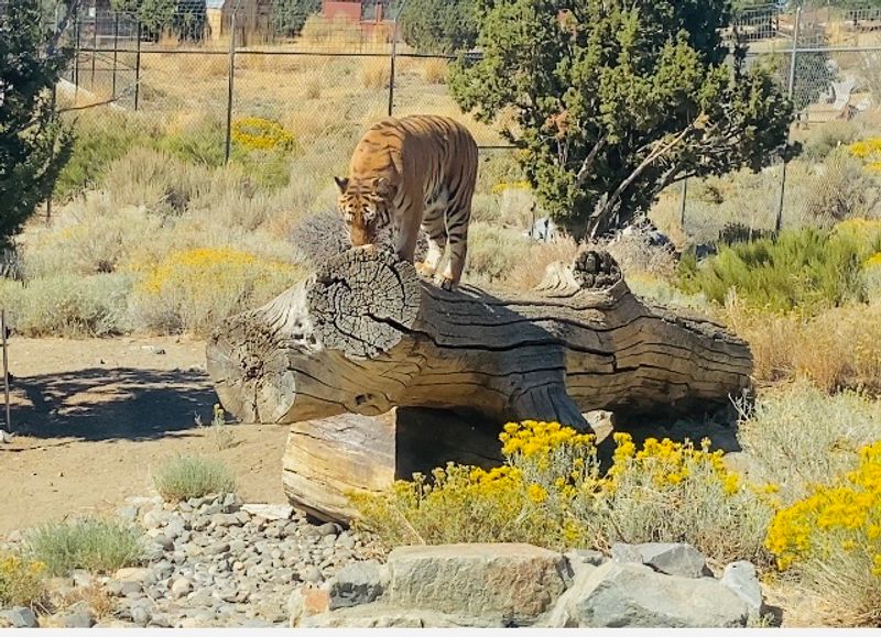 A Forever Home For Wild Hearts