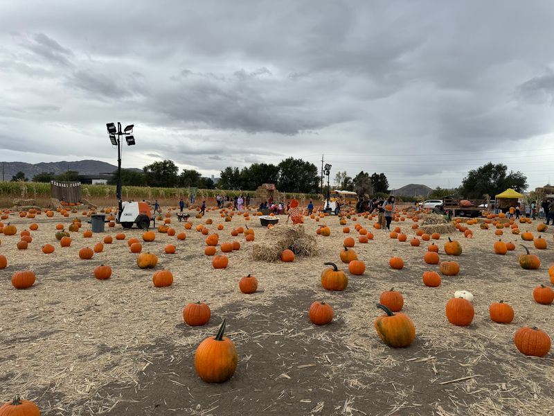 Walk The Rows And Pick Your Own Pumpkin