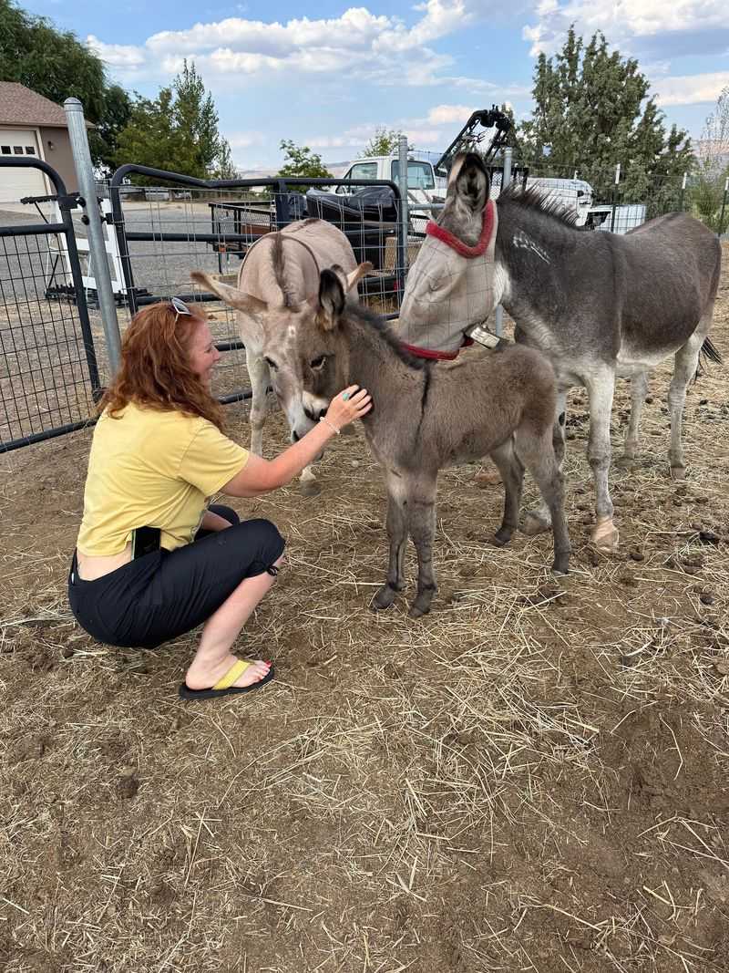 A Barnyard Built On Second Chances