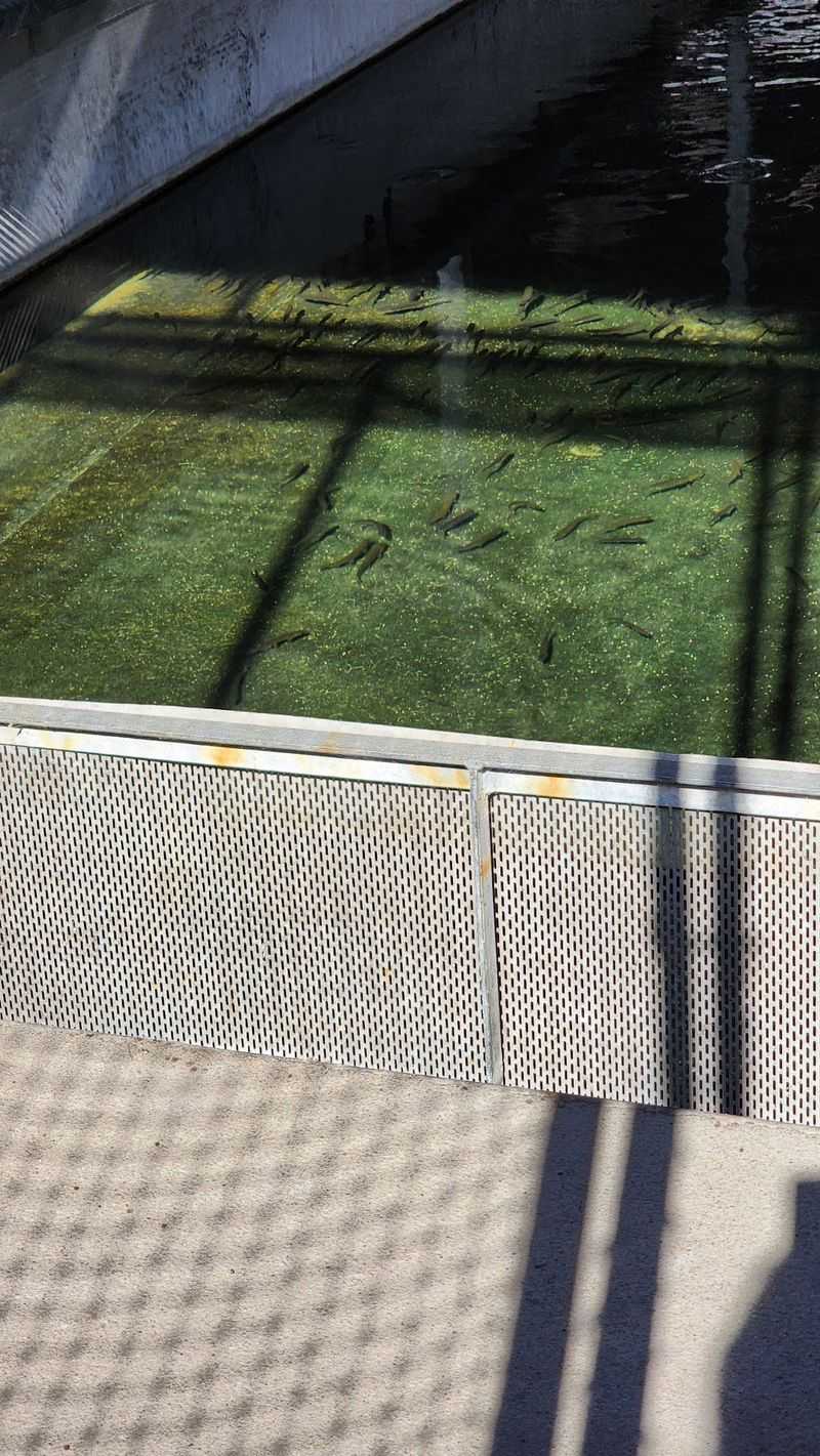 A Working Fish Facility Off Highway 395