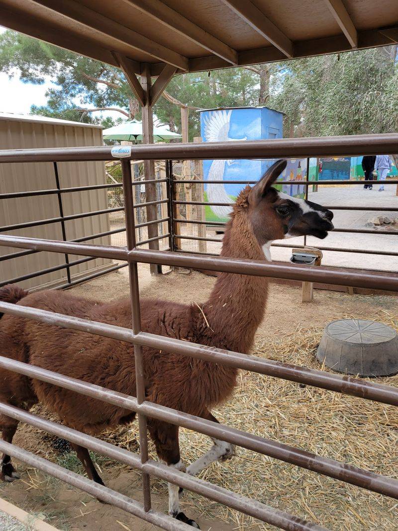 A Working Rescue Farm On Grand Teton Drive