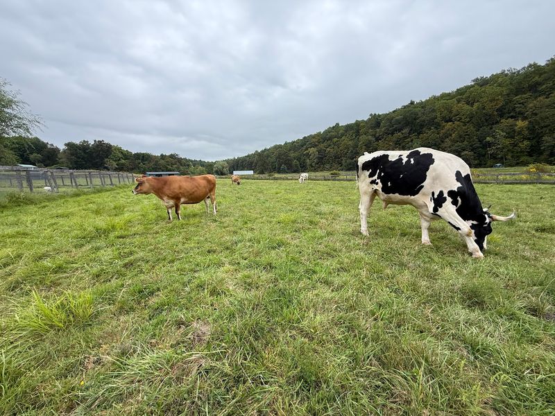 A Hillside Where Farm Animals Call The Shots