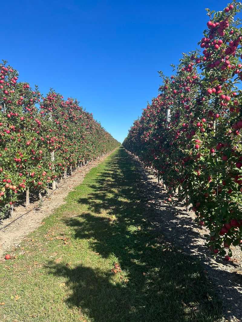 Apple Roots That Go Back Generations