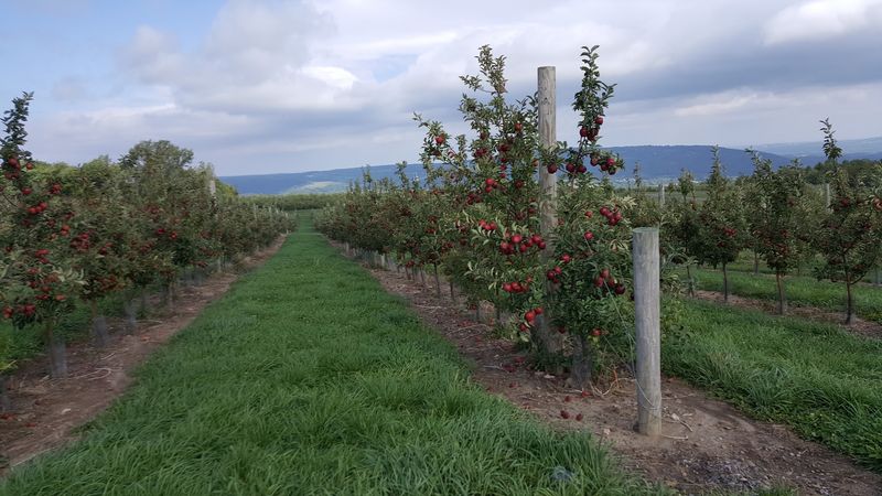 The Hilltop Farm That Keeps Winning National Titles