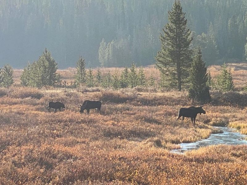 Moose Capital Hiding In Plain Sight