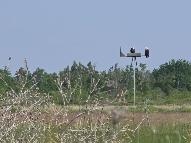 Where Eagles Rule The Marsh