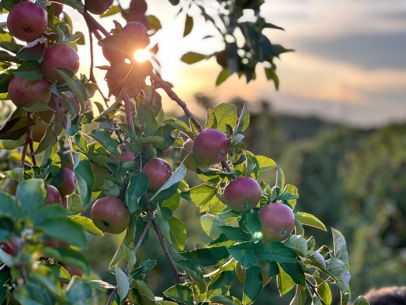 A Century Of Apple Growing In The Kickapoo Valley