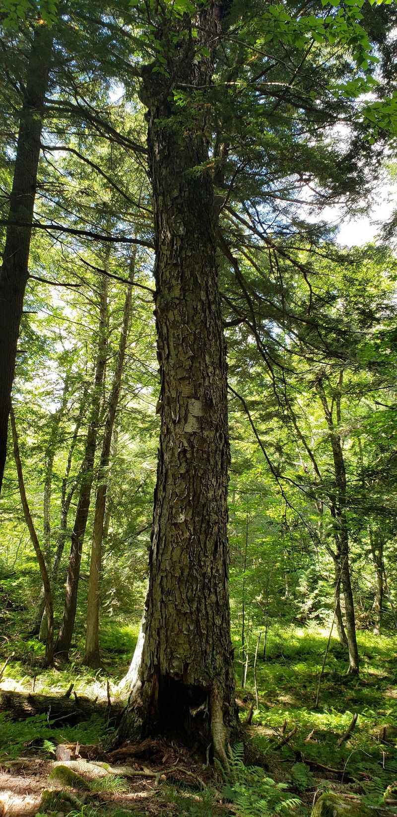 Giant Hemlocks That Have Watched Centuries Pass
