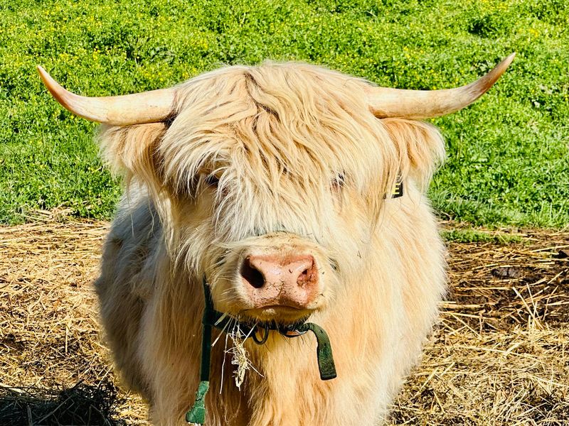 Meet The Shaggy Stars Of The Show